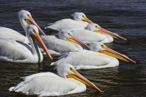 White Pelicans